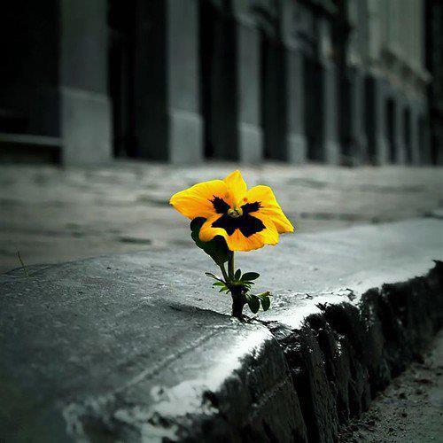 Flower in Concrete