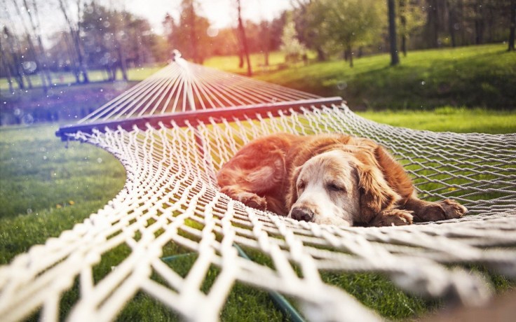 6974513-park-grass-nature-hammock-dog-rest.jpg